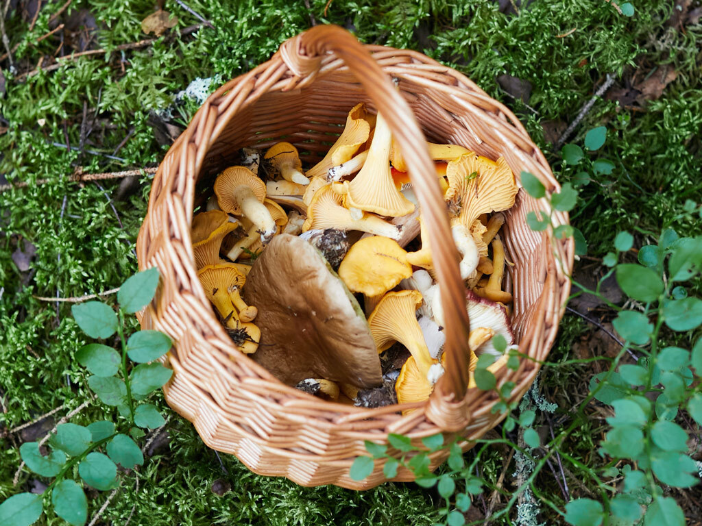 Die beste Zeit für Pilze