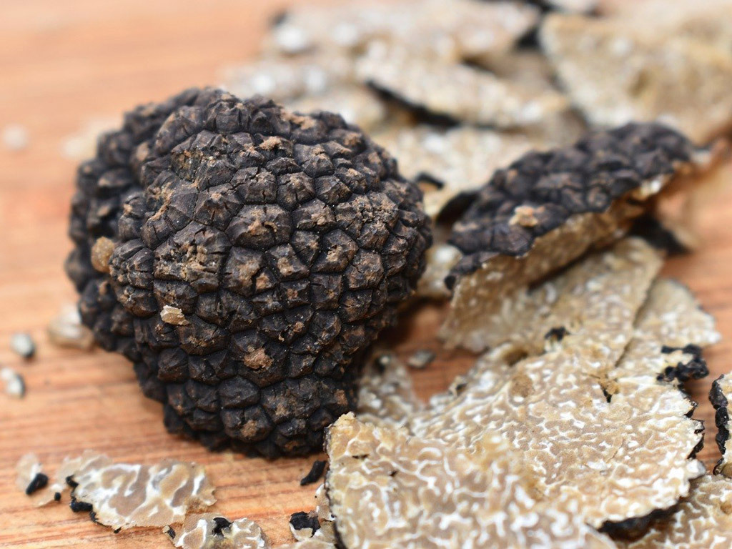 Trüffel der König der Pilze